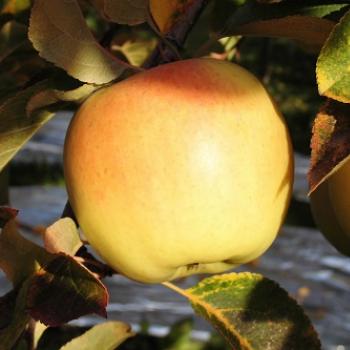 いよいよ、ぐんま名月の収穫を開始！