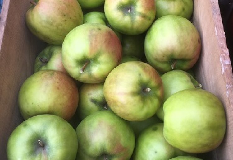 いっちゃん林檎農園からのお知らせ 2