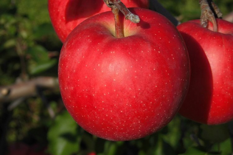 いっちゃん林檎農園からのお知せ ④