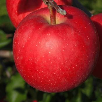 いっちゃん林檎農園からのお知せ ④