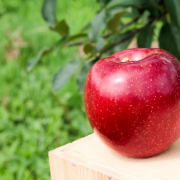 いっちゃん林檎農園からのお知らせ！恋空・家庭用予約販売開始‼