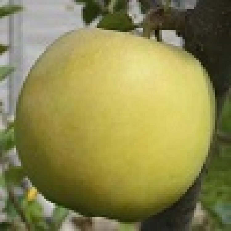 令和2年度産りんご8月収穫期のメルシーと恋空