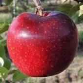 令和2年度産りんご8月収穫期のメルシーと恋空