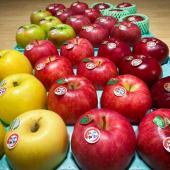 中生種の林檎販売中