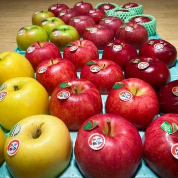 中生種の林檎販売中