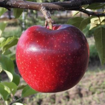 『恋空』　名前の由来は映画にもなった有名ケータイ小説