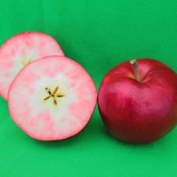 紅の夢（くれないのゆめ）