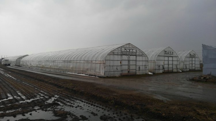 ほうれん草始動！