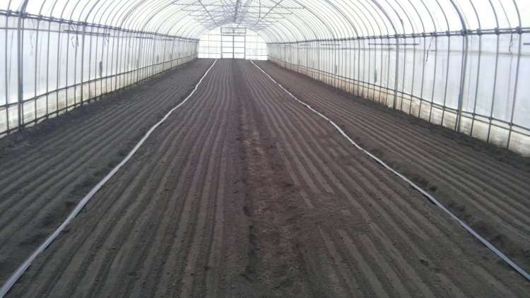 ほうれん草始動！