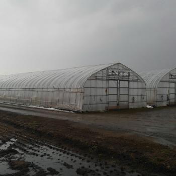 ほうれん草始動！