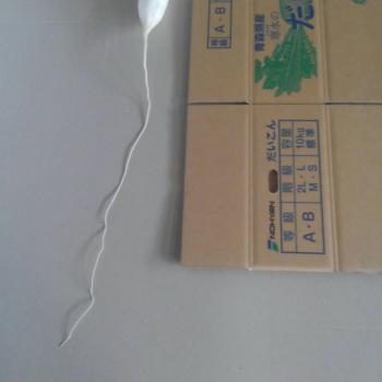 しっぽだけで70㎝! しっぽだけで70㎝!