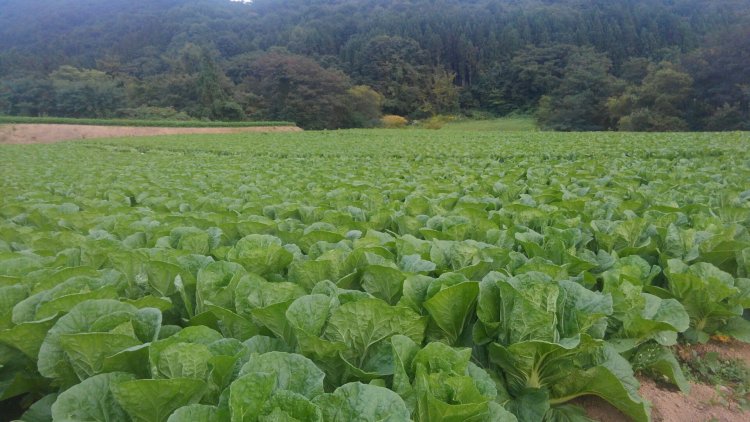 さぁ、また野菜に集中！