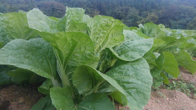 さぁ、また野菜に集中！