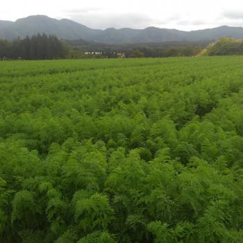 僕たちも見てよ! 僕たちも見てよ!