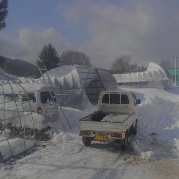 無残に潰れたハウス。