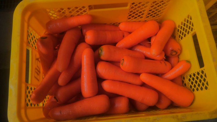 にんじん出荷中！