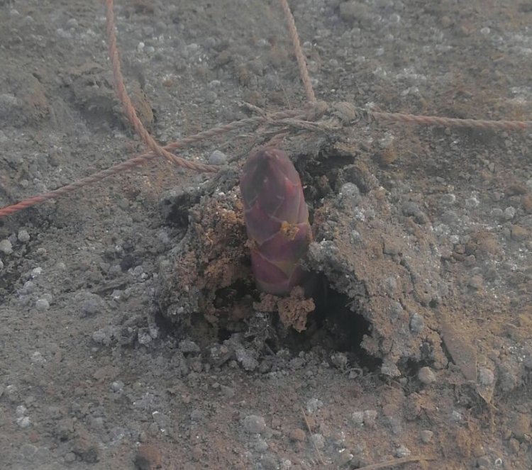 にょきにょき！