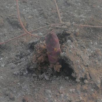 にょきにょき！