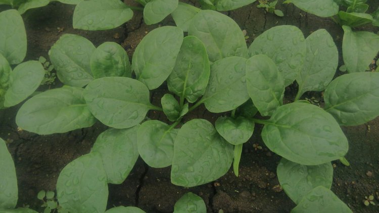 ほうれん草もこれから！