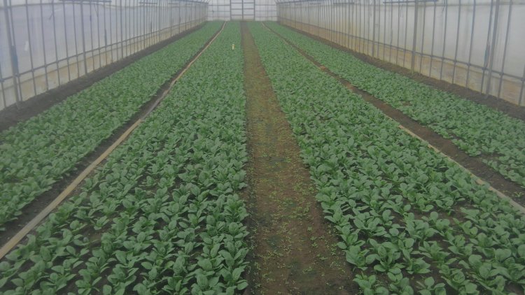 ほうれん草もこれから！