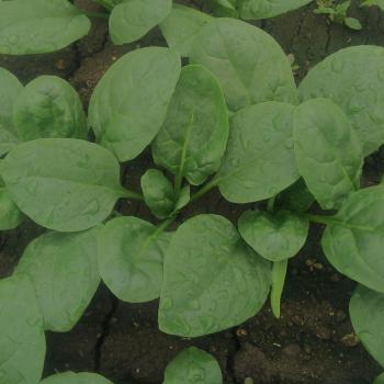 ほうれん草もこれから! ほうれん草もこれから!