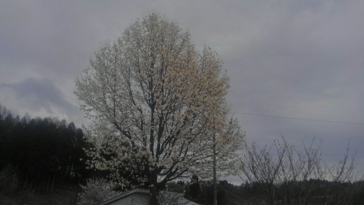 桜も負けてられない！