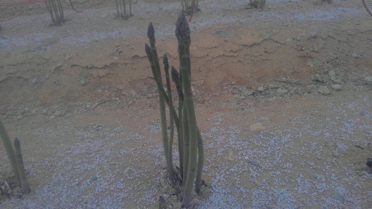 露地栽培のアスパラ収穫！