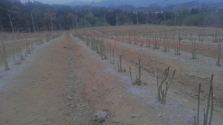 露地栽培のアスパラ収穫！