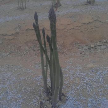 露地栽培のアスパラ収穫! 露地栽培のアスパラ収穫!