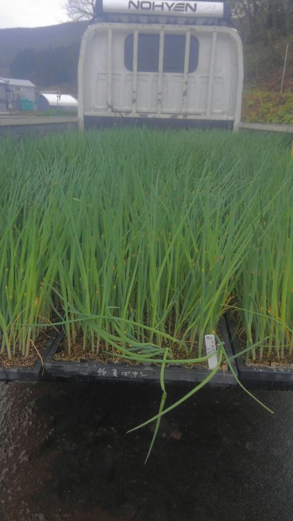 長ネギの植え付け！