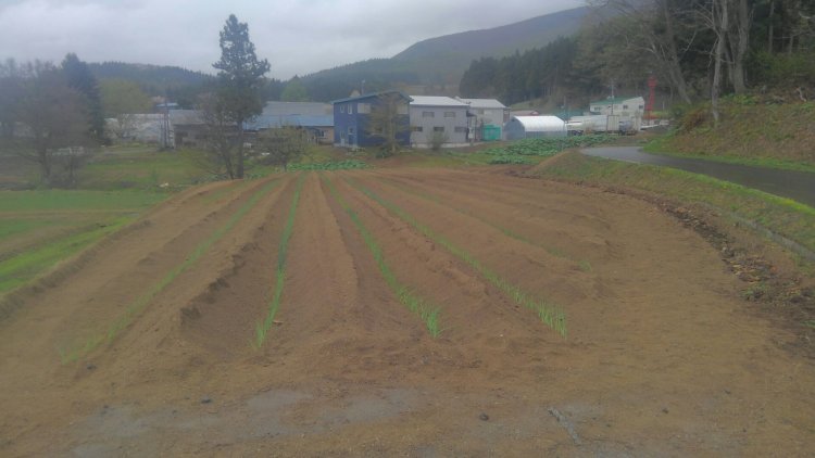 長ネギの植え付け！