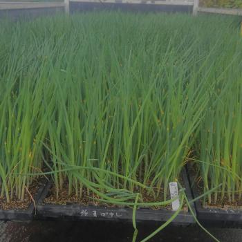 長ネギの植え付け! 長ネギの植え付け!