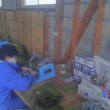 アスパラ出荷! アスパラ出荷!