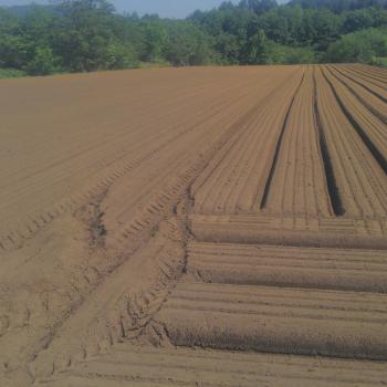 種まき! 種まき!