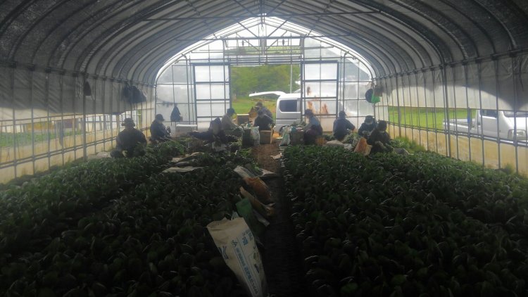 ほうれん草収穫中！