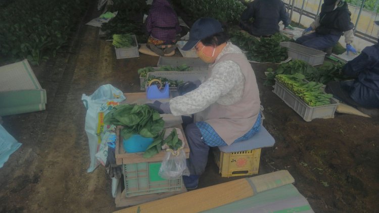 ほうれん草収穫中！