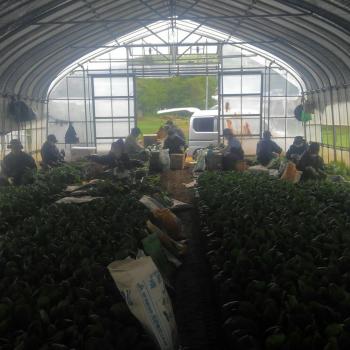 ほうれん草収穫中! ほうれん草収穫中!