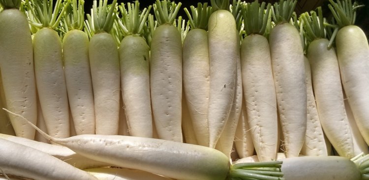 大根出荷始まる！