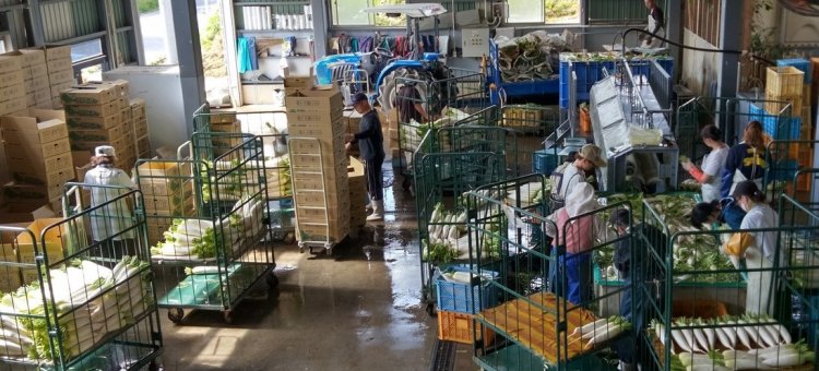 大根出荷始まる！