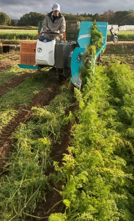 ニンジン収穫中！