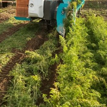 ニンジン収穫中！