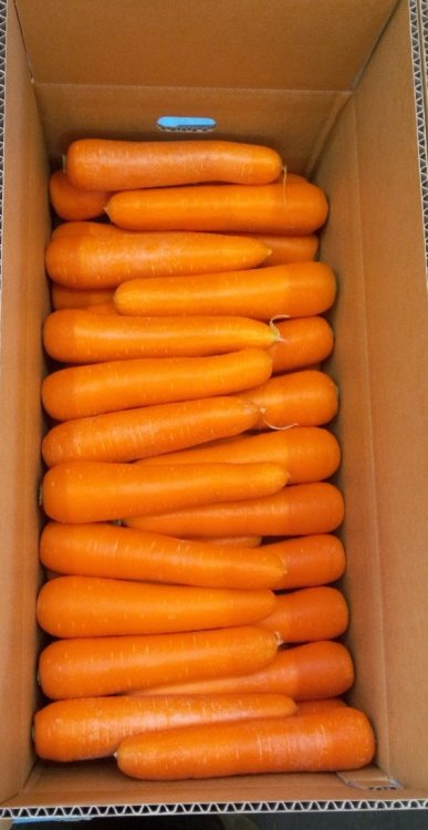 オレンジ色鮮やか！