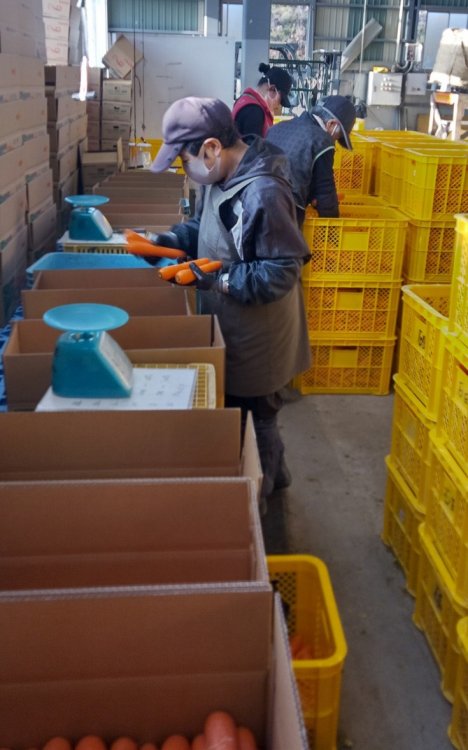 オレンジ色鮮やか！