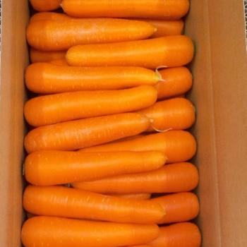 オレンジ色鮮やか！