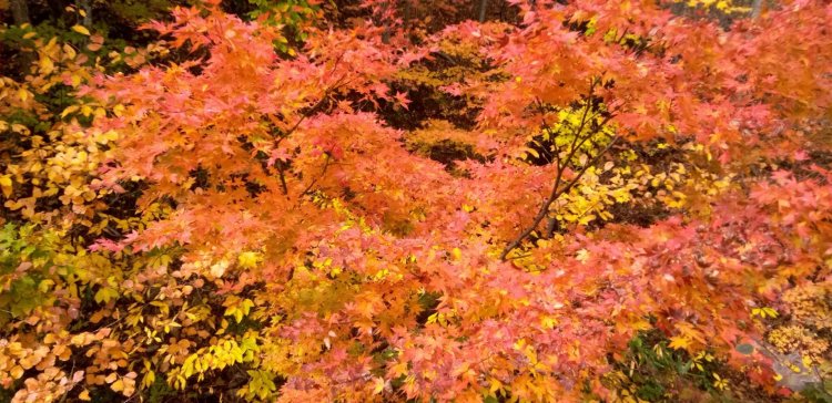 紅葉がきれい！