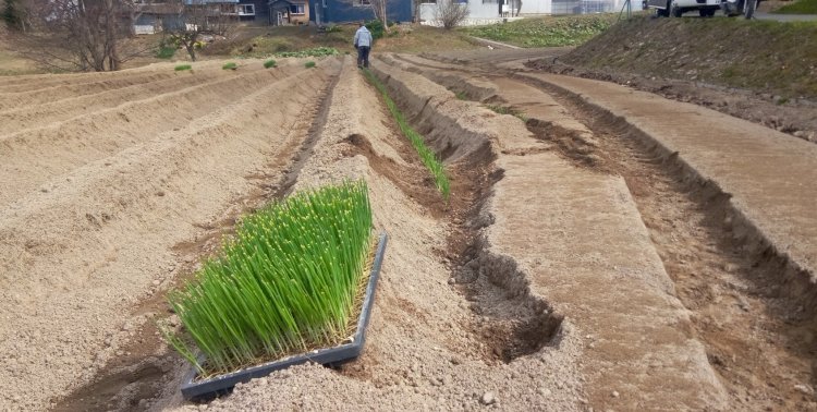 ネギの定植！