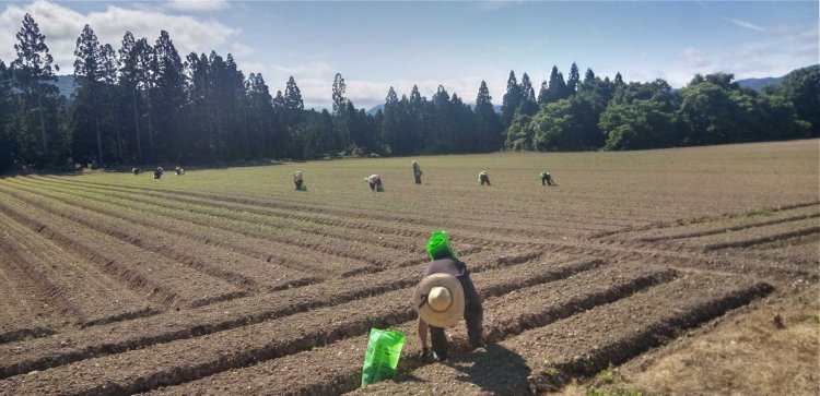 にんじん畑で草と葛藤！