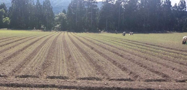 にんじん畑で草と葛藤！