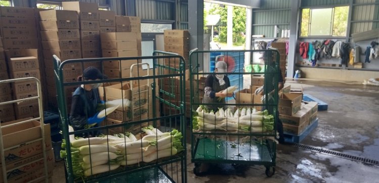 大根収穫開始！