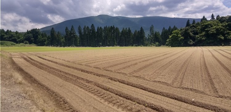 にんじん畑その後！